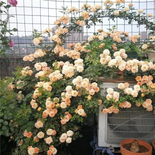 5 Orange CLIMBING ROSE Rosa Bush Climber Fragrant Butterfly Seeds - $10.04