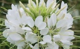 50 Pc Seeds Giant White Queen Cleome Flower Plant, Cleome Seeds for Planting |RK - £11.51 GBP
