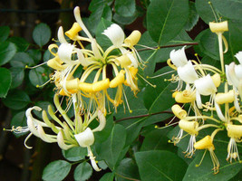 10 Seeds - Climbing vines Honeysuckle Lonicera potted plant flower  - £13.85 GBP
