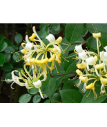 10 Seeds - Climbing vines Honeysuckle Lonicera potted plant flower  - £13.85 GBP