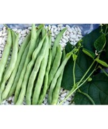 Mccaslan Pole Bean Seeds 80 Seed Fresh - £12.00 GBP