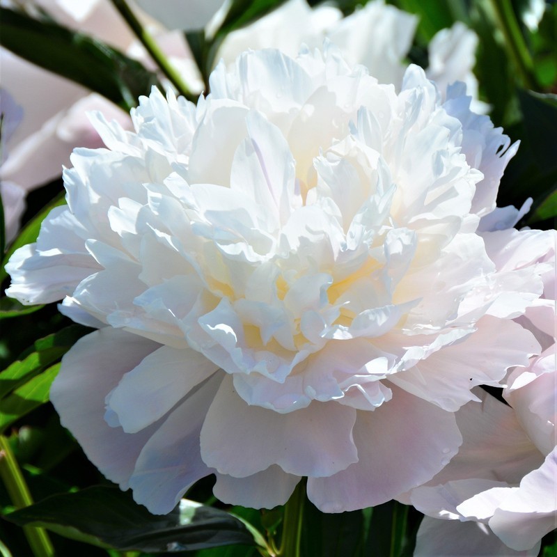 LKS Peony Officinalis Alba Plena Plant Division Fragrant Spring Blooms H... - $51.56