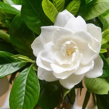 50 Ia Cape Jasmine Jasminiodes Fragrant White Shrub Flower Seeds New Fresh Seeds - £13.07 GBP