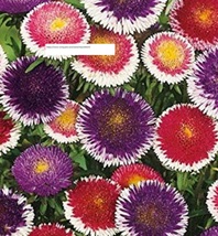 Aster Pompon Hi-No-Maru Mix Seeds - Flower Seeds - BOGO - £0.78 GBP