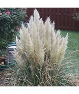 White Pampas Grass (Cortaderia Selloana) Flower 50 Seeds Non GMO - €7,77 EUR