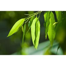 Pure Herbs: Eucalyptus - 4 oz. (Natural Herbal Extracts) image 2