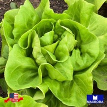 Lettuce Seeds Butterhead Buttercrunch Non Gmo Heirloom Vegetable Home Garden - £4.20 GBP