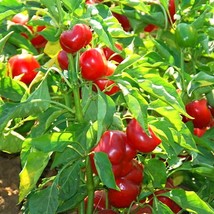 Organic Cherry Red Hot Pepper Seeds (5) - Luscious Fiery, Easy-to-Grow -... - £5.59 GBP