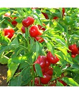 Organic Cherry Red Hot Pepper Seeds (5) - Luscious Fiery, Easy-to-Grow -... - £5.60 GBP