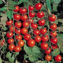 50 Seeds Tommy Toe Tomato Vegetable Garden Edible Canning Fresh Seeds - £8.31 GBP