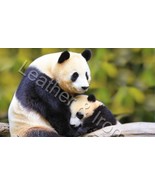 Panda Bear Design Vinyl Checkbook Cover Bears - £6.88 GBP