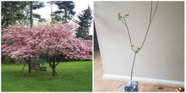 Pink Flowering Dogwood - 10-18&quot; Tall, Quart Pot - Cornus florida var. rubra - H0 - £76.63 GBP