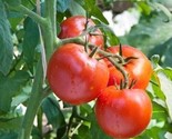 Floradade Tomato Seeds Non-Gmo 50 Seeds Fast Shipping Fast Shipping - $8.99