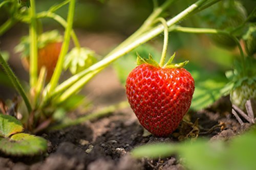 Evie Strawberry Plants, Non GMO, Buy 2 Get 1 for free. (100)