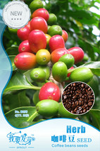 Worldwide Shipping 10 Packs 10 Seeds /Pack Coffee Bean Seeds Arabica Coffee Plan - £18.86 GBP