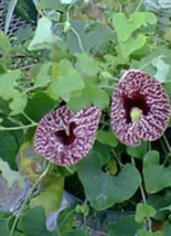 5 Pc Seeds Calico Flower Plant, Aristolochia elegans seeds for Planting | RK - £14.55 GBP