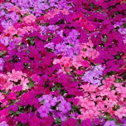 Impatiens Seeds 50 Seeds Impatiens Super Elfin Paradise Mix Garden - £7.84 GBP