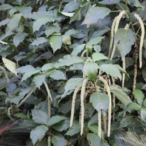 White Chenille Plant (Acalypha Hispida Alba) Seeds USA SELLER - £12.48 GBP