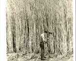 RPPC Exaggeration &quot;Wheat So Big&quot; Schiefer&#39;s Drug Store Kenmare ND Postca... - $16.35