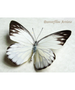 Appias Cardena Common Albatross Real Butterfly Entomology Collectible Shadowbox - $73.32 CAD