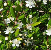 50 Myrtus communis Flower Seeds for Garden - $12.00