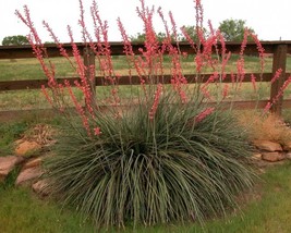 Hesperaloe Parviflora (Red Yucca) 5 seeds - £1.06 GBP