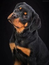 SparklePaws 5D Rottweiler Diamond Painting Kit - Full Round Drill Gem Ar... - $1,032.08 MXN
