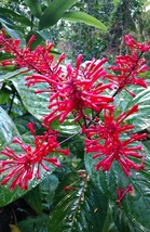 Rooted Starter Plant FIRE SPIKE RED Odontonema strictum Attracts Hummingbirds - £26.72 GBP