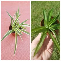 Set of 2 Spider Plants - Variegated &amp; Solid Green Houseplant - £6.27 GBP