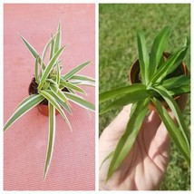 Set of 2 Spider Plants - Variegated &amp; Solid Green Houseplant - $7.92