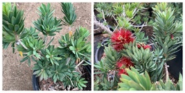 Little John Dwarf Bottlebrush (Callistemon ‘Little John’) Live Plant - $69.99