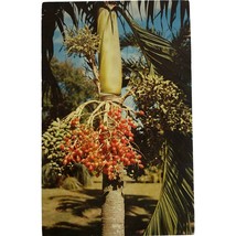 Vintage Postcard, Christmas Palm, Veitchia Merillii, Fairchild Tropical Garden  - £7.98 GBP