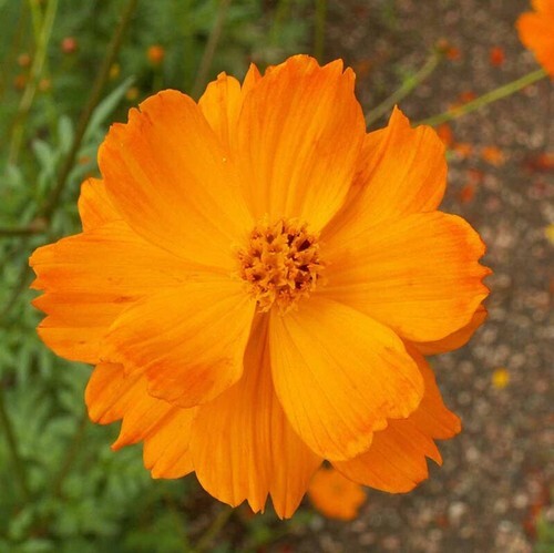 Cosmos Crest Orange Dwarf Double Blooms 200 Seeds  - $6.16