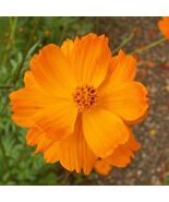 Cosmos Crest Orange Dwarf Double Blooms 200 Seeds  - $8.67 CAD