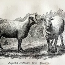 Imported South Down Ewes Sheared 1863 Victorian Agriculture Animals Art ... - $49.99