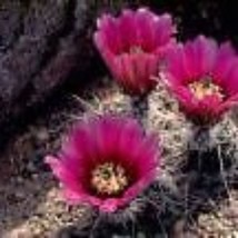 10 Echinocereus Engelmannii Chrysocentrus Hardy Seeds For Planting   - $19.50