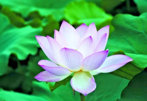 5 Blue Enchantress Lotus Seeds Nelumbo Nucifera Fresh Seeds - £8.67 GBP