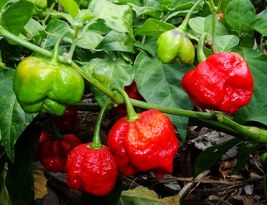 10 seeds Trinidad Moruga Scorpion Red Green Chili Pepper Vegetables - £10.93 GBP