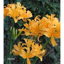 2 Bulbs of Lycoris Aurea - $30.00