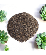 Organic Dried Cichorium Intybus Seeds Dandelion Seeds Chicory Seeds بذور... - €14,71 EUR+ Organic Dried Cichorium Intybus Seeds Dandelion Seeds Chicory Seeds بذور... - €14,71 EUR+
