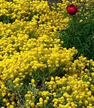 Alyssym &quot;Basket of Gold&quot; Ornamental Groundcover Seeds - £5.58 GBP