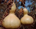 5 Bush Large Bottle Gourd Seeds Vegetable Bird House Crafts Decoration F... - $8.99