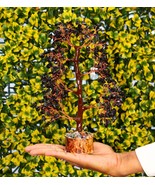Black Tourmaline Tree Crystal Tree Handmade GemTree,Money tree-300 Stones - $725.27 MXN