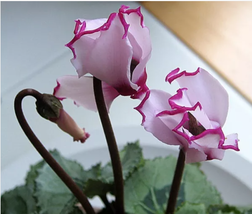 New Light Pink Plicated Cyclamen with Red Edge Flower Seeds - $9.12