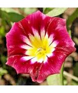 25 Morning Glory Hummingbird Mix Red Ensign Tricolor Dwarf Vining Flower... - £4.66 GBP
