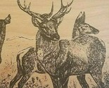 Vtg Wood Wooden Postcard Greetings From Maine Deer Buck Fawn Doe 1990s - £12.19 GBP