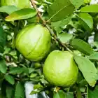 Fruit Tree: Indonesian seedless Guava 8 to 12 Inches Live Plant - $67.98