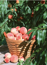 New 10pcs Sweet Pink Red Peach Tree Seeds Fresh Seeds - £5.06 GBP