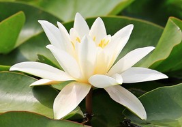 20 SEEDS-White Hairy Water Lily Flower-Nice for Water Features/ Bowls-Aquarium  - £3.92 GBP