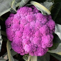 Organic Purple of Sicily Cauliflower Plant Seeds - $6.99